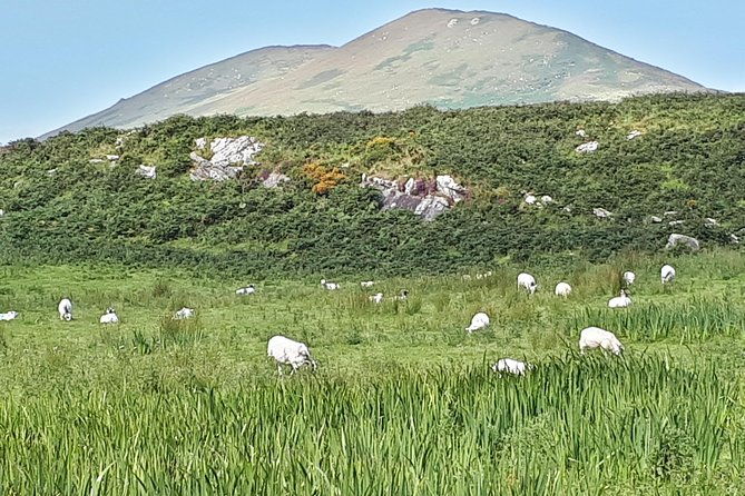 mini-bus-tour-of-the-ring-of-kerry-and-skellig-ring