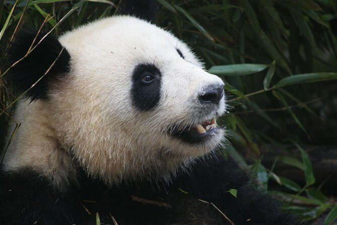 Mini Group: Half-Day Chengdu Pandas Guided Tour - The Itinerary in Detail