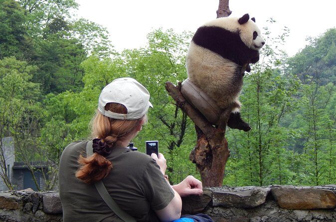 Mini Group: Half-Day Chengdu Pandas Guided Tour - Frequently Asked Questions