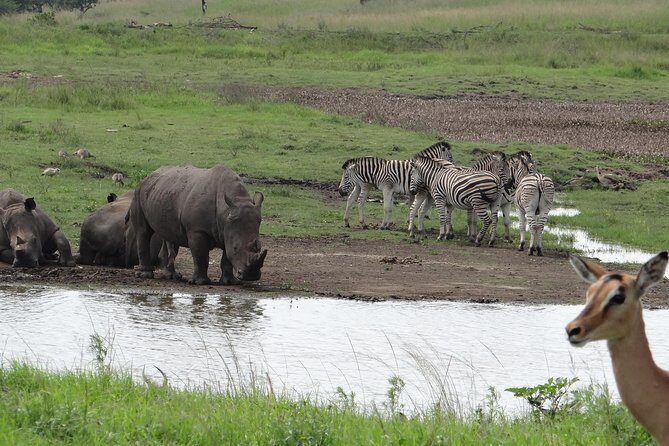 Mini Safari and Zulu Cultural experience - Day Tour - Key Points