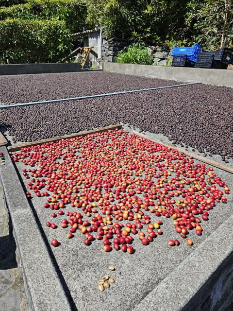 mini-tour-trail-pr02-sao-jorge-serra-topo-faja-dos-vimes