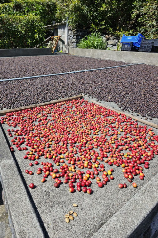 mini-tour-trail-pr02-sao-jorge-serra-topo-faja-dos-vimes