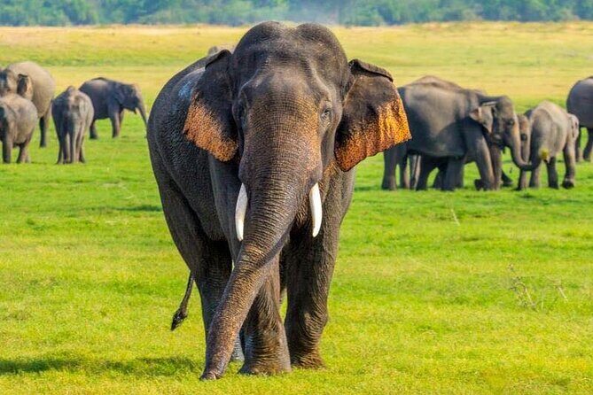 Minneriya And Kaudulla National Park Safari- From Sigiriya - Exploring the Itinerary and What to Expect