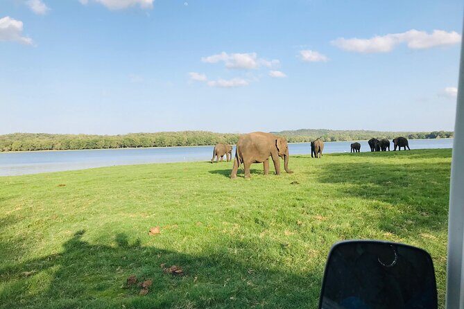 Minneriya And Kaudulla National Park Safari- From Sigiriya - Why This Safari Offers Good Value