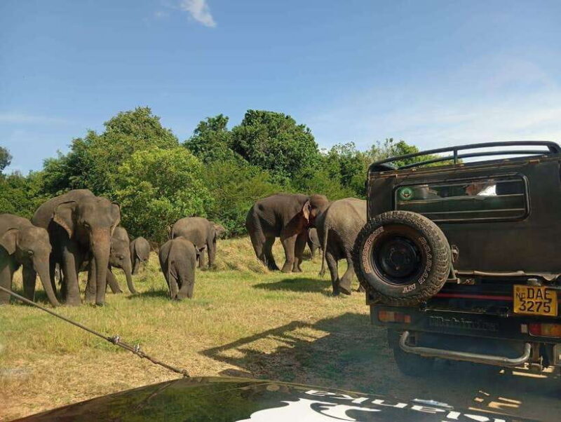Minneriya: Elephant Safari at Minneriya Park - Hotel Pickup - Authentic Insights from Reviews