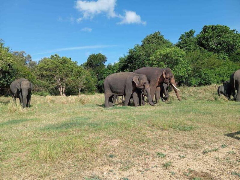 Minneriya: Elephant Safari at Minneriya Park - Hotel Pickup - Practical Tips for Your Safari