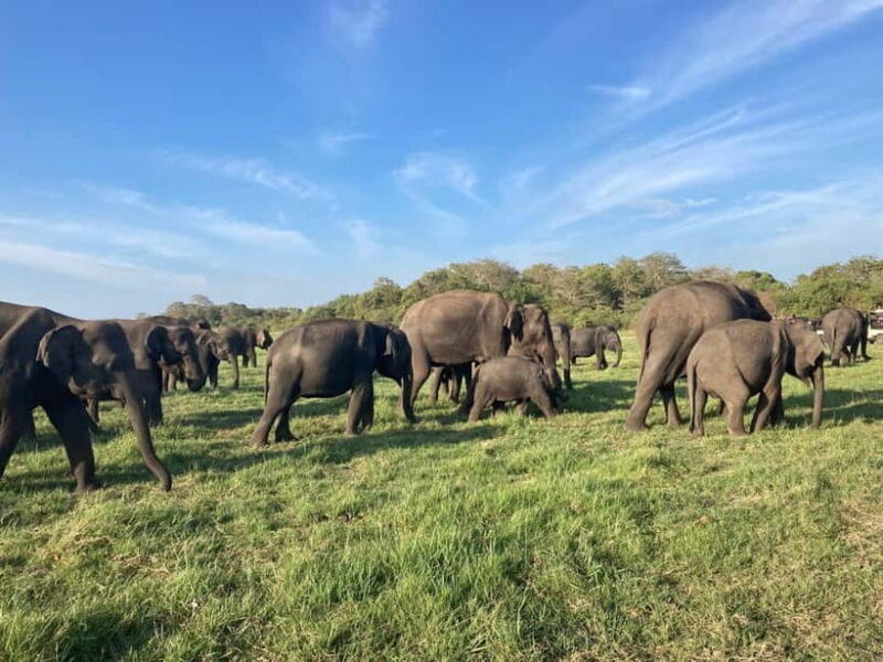 Minneriya Elephant Safari & Polonnaruwa Ancient Place Tours - Key Points