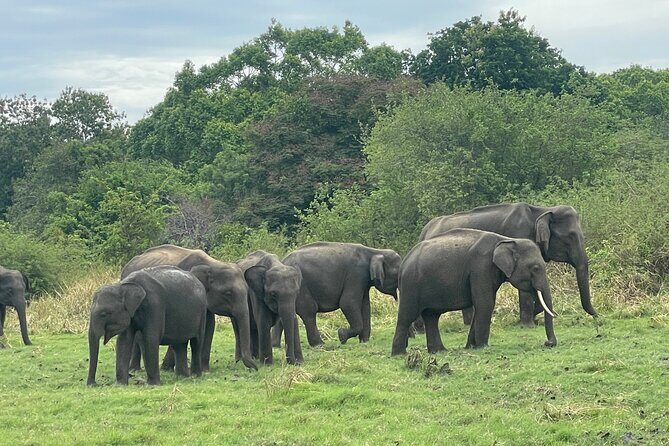 Minneriya Elephant Safari with Driver and Guide - Final Thoughts