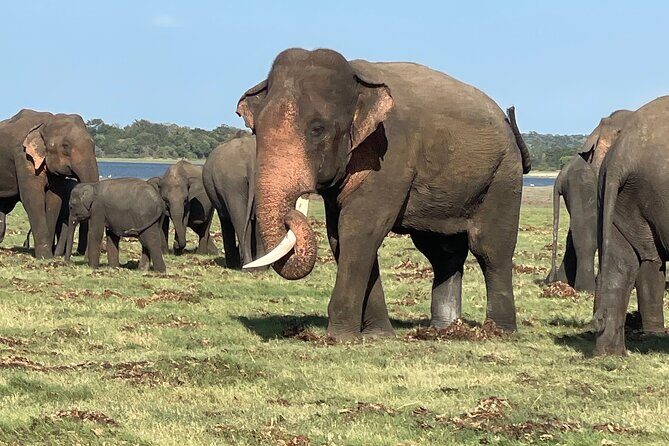 Minneriya Elephant Safari with Driver and Guide - FAQ