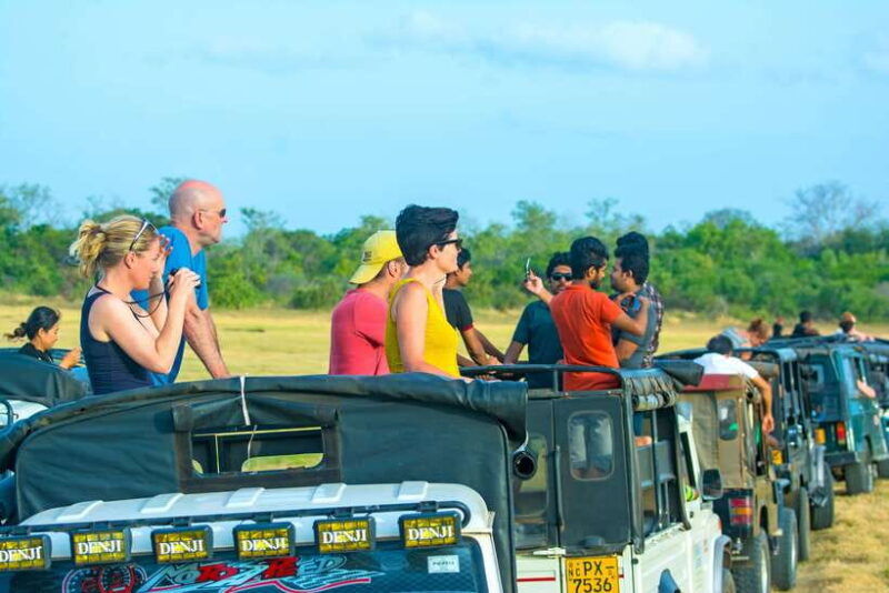 minneriya-half-day-elephant-safari-largest-gathering