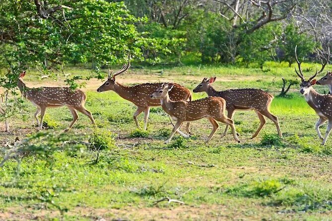 Minneriya Half Day Safari - What to Expect from the Minneriya Half Day Safari