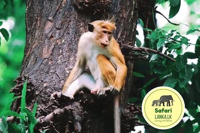 Minneriya Half Day Safari - Who Is This Safari Best Suited For?