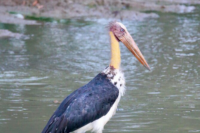 Minneriya Half Day Safari - The Sum Up: Why Choose the Minneriya Half Day Safari?