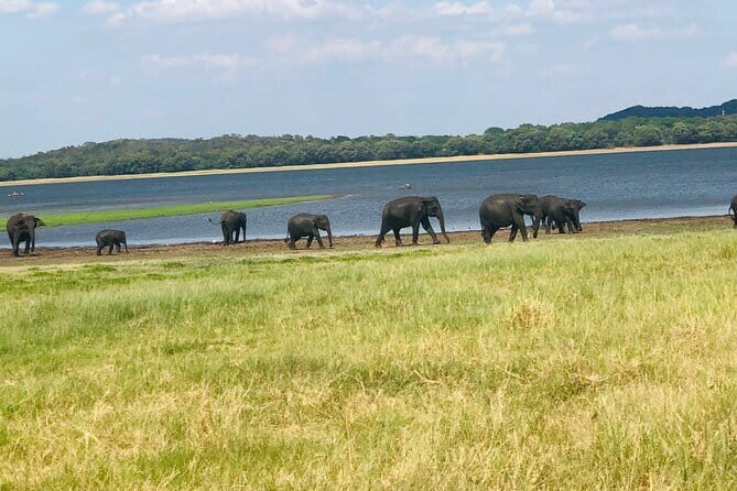 Minneriya half day tour - An Overview of the Minneriya Half Day Tour