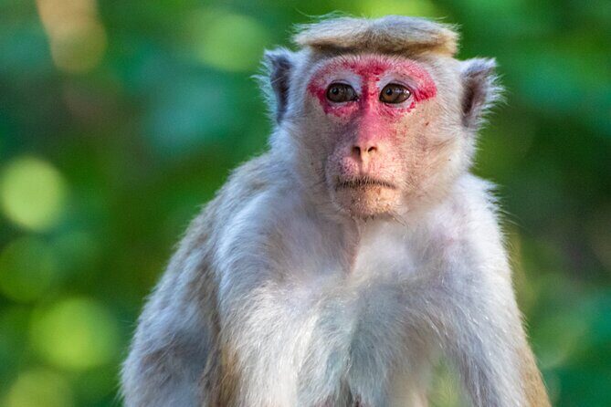 Minneriya Jeep Safari Tour from Pasikudah - Key Points