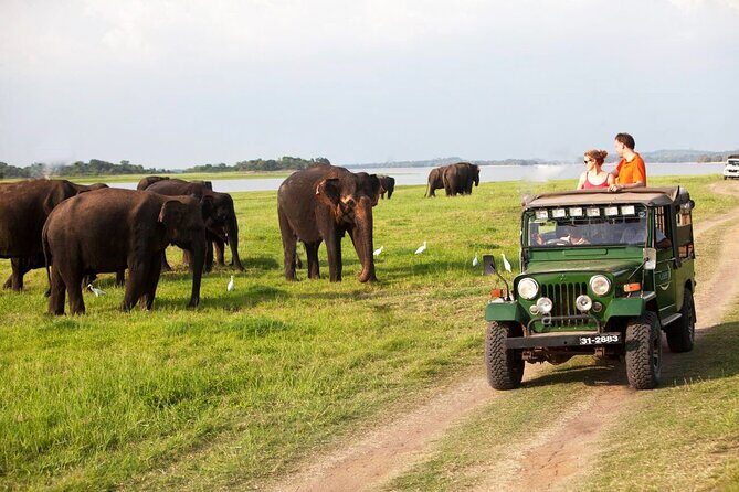 Minneriya Jeep Safari Tour from Pasikudah - Exploring the Safari Itinerary in Detail