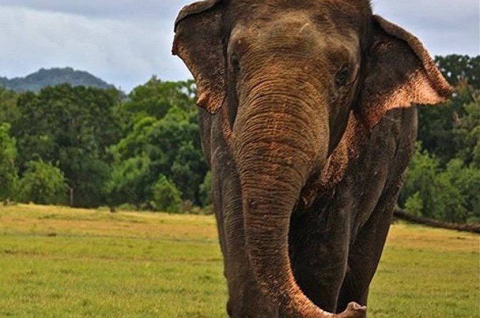 Minneriya Jeep Safari Tour from Pasikudah - The Sum Up