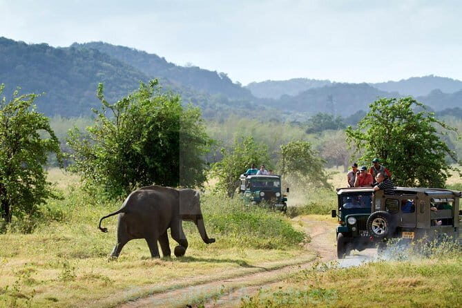Minneriya/Kaudulla or Hurulu Eco Park Jeep Safari including Entrance Fee - An In-Depth Look at the Hurulu Eco Park Jeep Safari