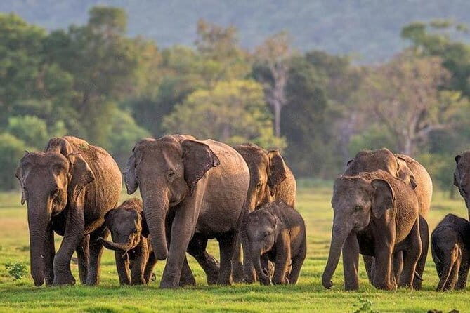 Minneriya/Kaudulla or Hurulu Eco Park Jeep Safari including Entrance Fee - Authentic Reviews and Insights