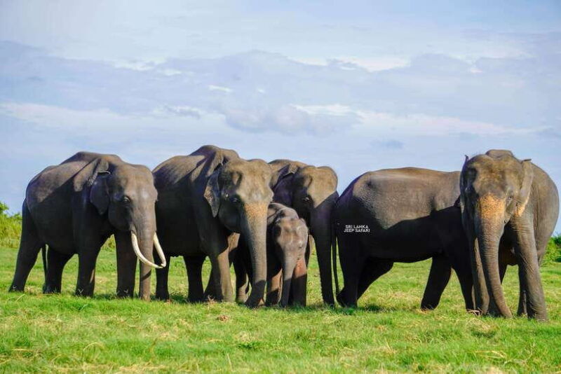 minneriya-minneriya-national-park-elephant-safari