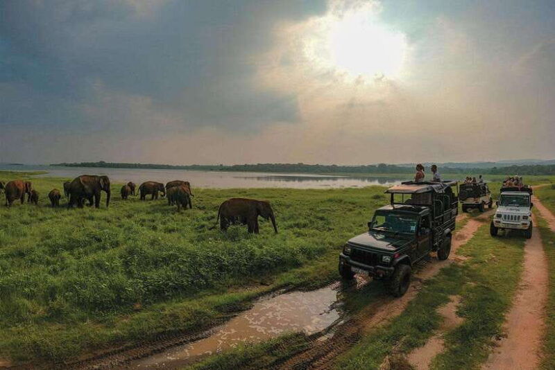 minneriya-minneriya-national-park-elephant-safari