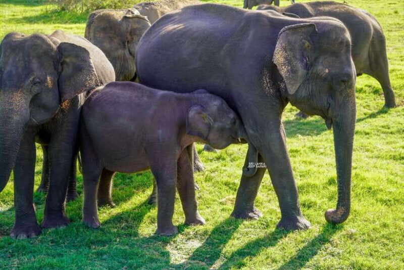 minneriya-minneriya-national-park-elephant-safari