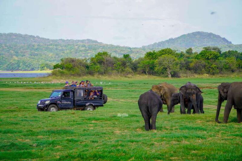 minneriya-minneriya-national-park-elephant-safari