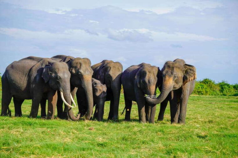 minneriya-minneriya-national-park-elephant-safari