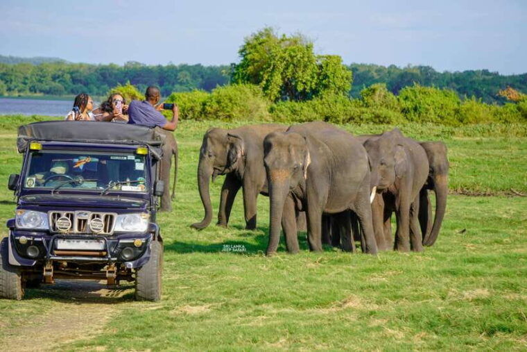 minneriya-minneriya-national-park-elephant-safari