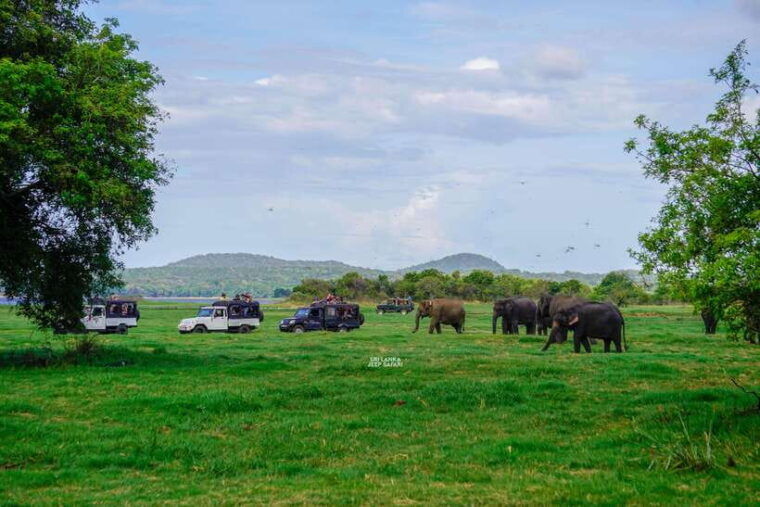 minneriya-minneriya-national-park-elephant-safari