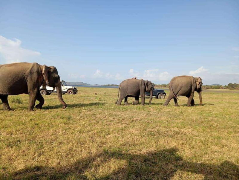 minneriya-minneriya-national-park-jeep-safari-with-pickup