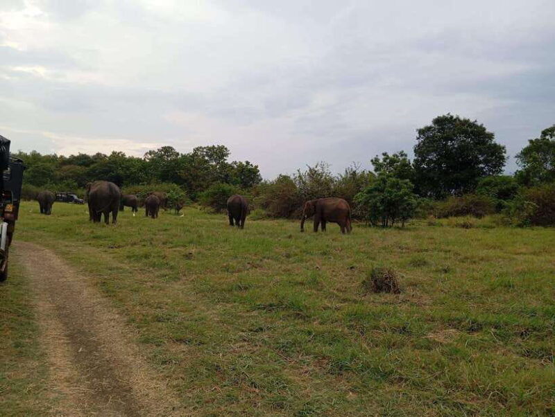 minneriya-minneriya-national-park-jeep-safari-with-pickup