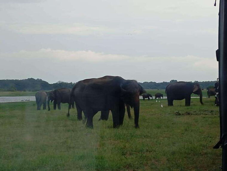 minneriya-minneriya-national-park-jeep-safari-with-pickup