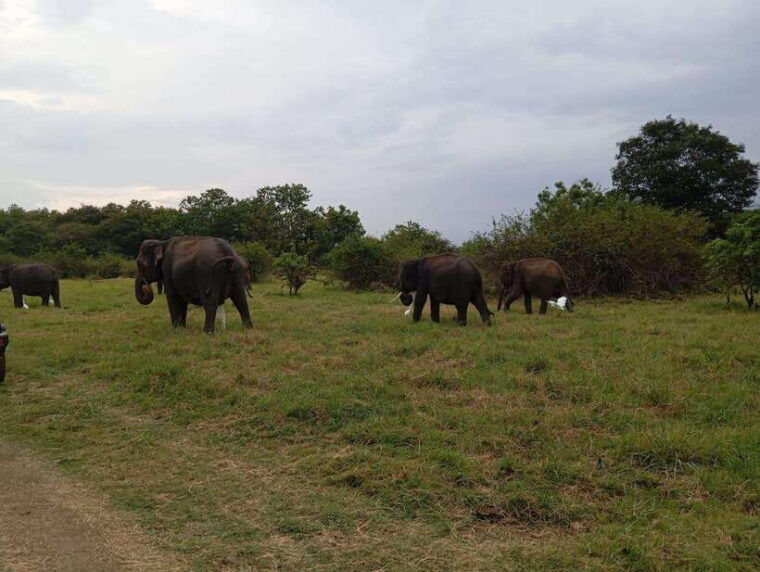 minneriya-minneriya-national-park-jeep-safari-with-pickup