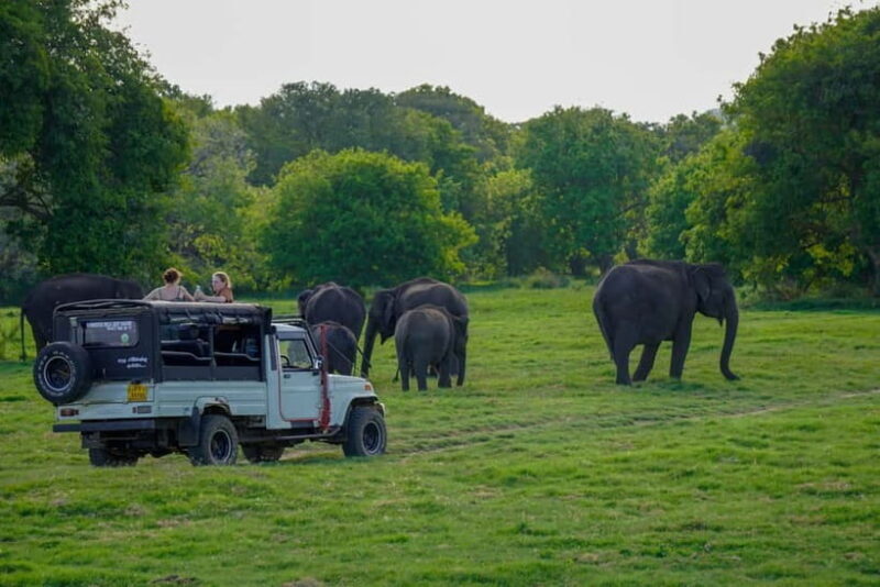 Minneriya: Minneriya National Park Private Elephant Safari - Key Points