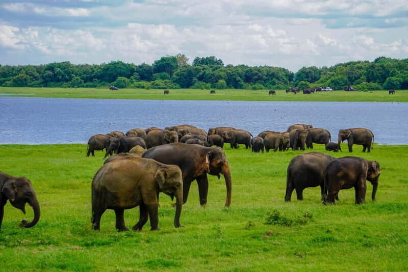 Minneriya: Minneriya National Park Private Elephant Safari - Overview of the Safari Experience