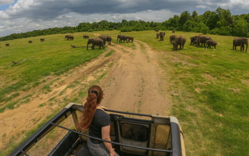 Minneriya: Minneriya National Park Private Elephant Safari - Why the Value Is Impressive