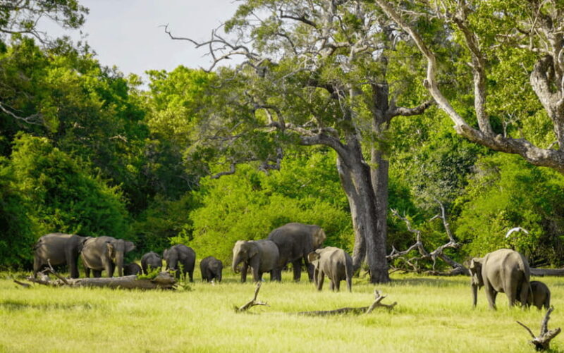 Minneriya: Minneriya National Park Private Elephant Safari - Who Will Love This Tour?