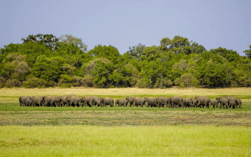 Minneriya: Minneriya National Park Private Elephant Safari - FAQ