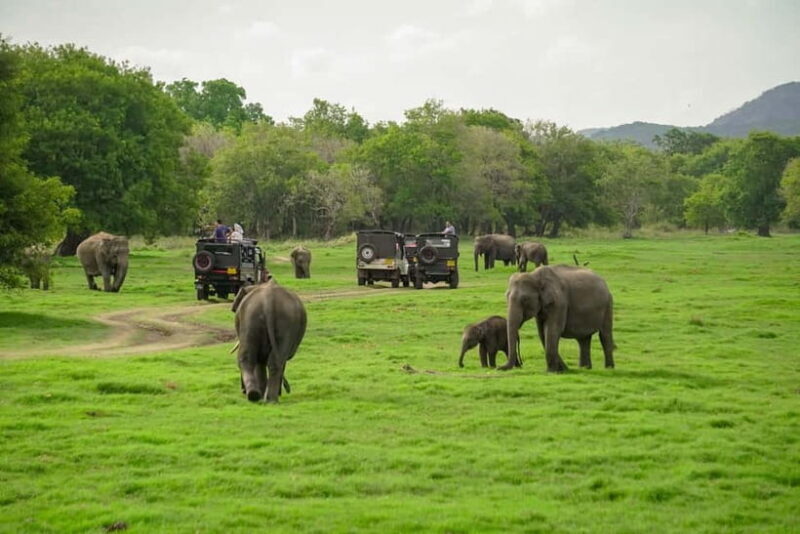 Minneriya: Minneriya National Park Private Evening Safari - What Is Included and What To Expect