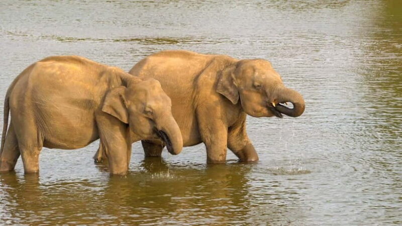 Minneriya: Minneriya National Park Private Evening Safari - The Experience from the Travelers Perspective