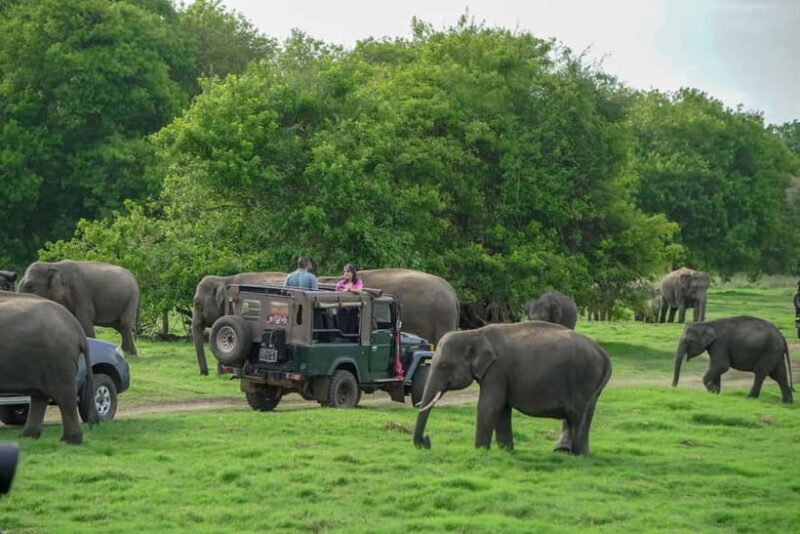 Minneriya: Minneriya National Park Private Evening Safari - The Practical Details