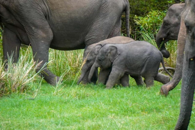 Minneriya: Minneriya National Park Private Evening Safari - Who Would Love This Tour?