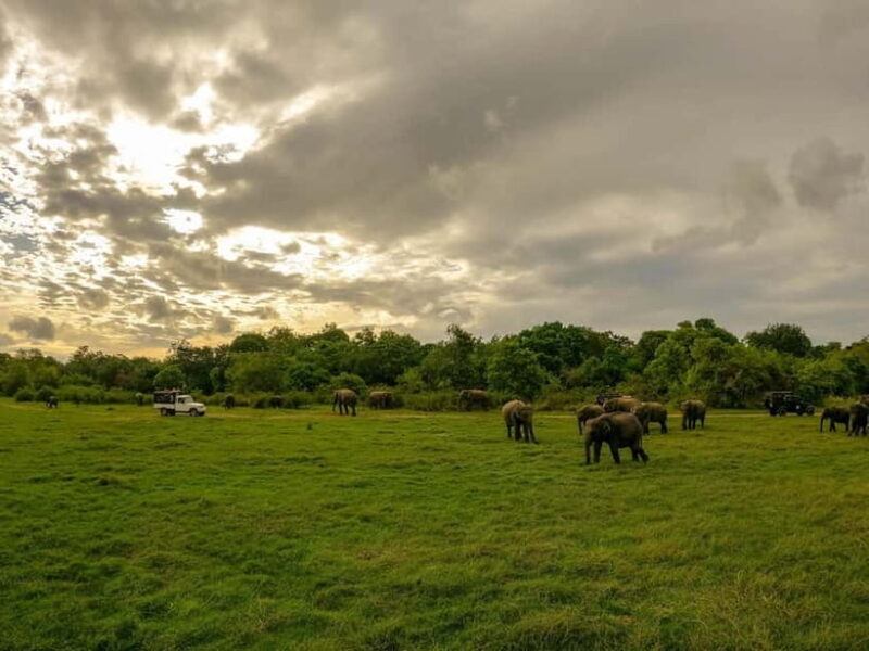 Minneriya: Minneriya National Park Private Evening Safari - FAQ