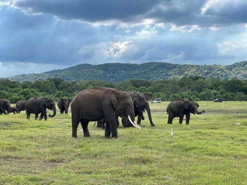 minneriya-minneriya-national-park-private-jeep-safari