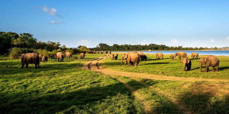minneriya-minneriya-national-park-private-safari