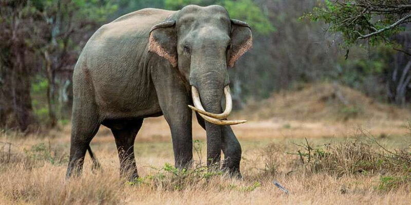 minneriya-minneriya-national-park-private-safari