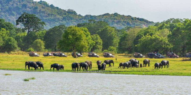 minneriya-minneriya-national-park-private-safari