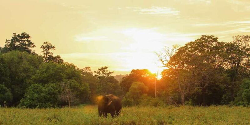 minneriya-minneriya-national-park-private-safari