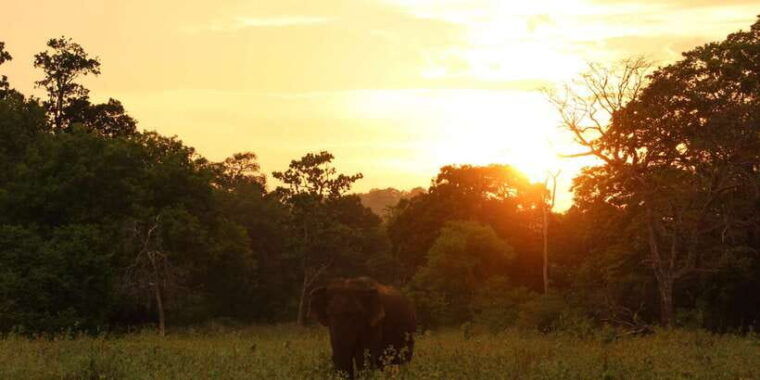 minneriya-minneriya-national-park-private-safari